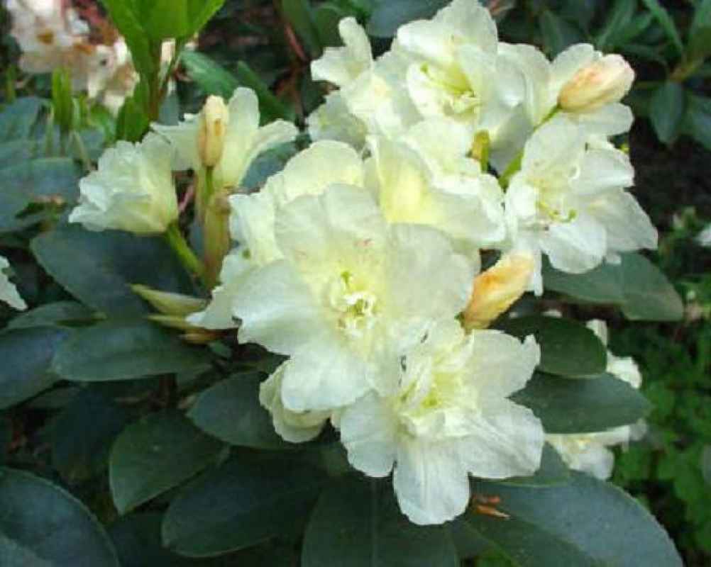 Rhododendron in Sorten im Topf/Container